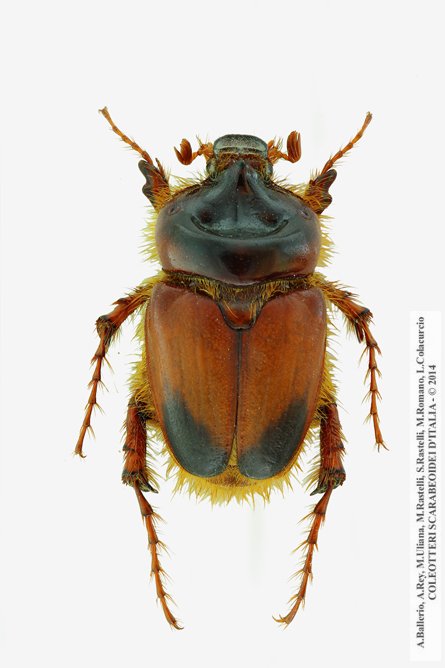 Pachypus candidae, maschio 